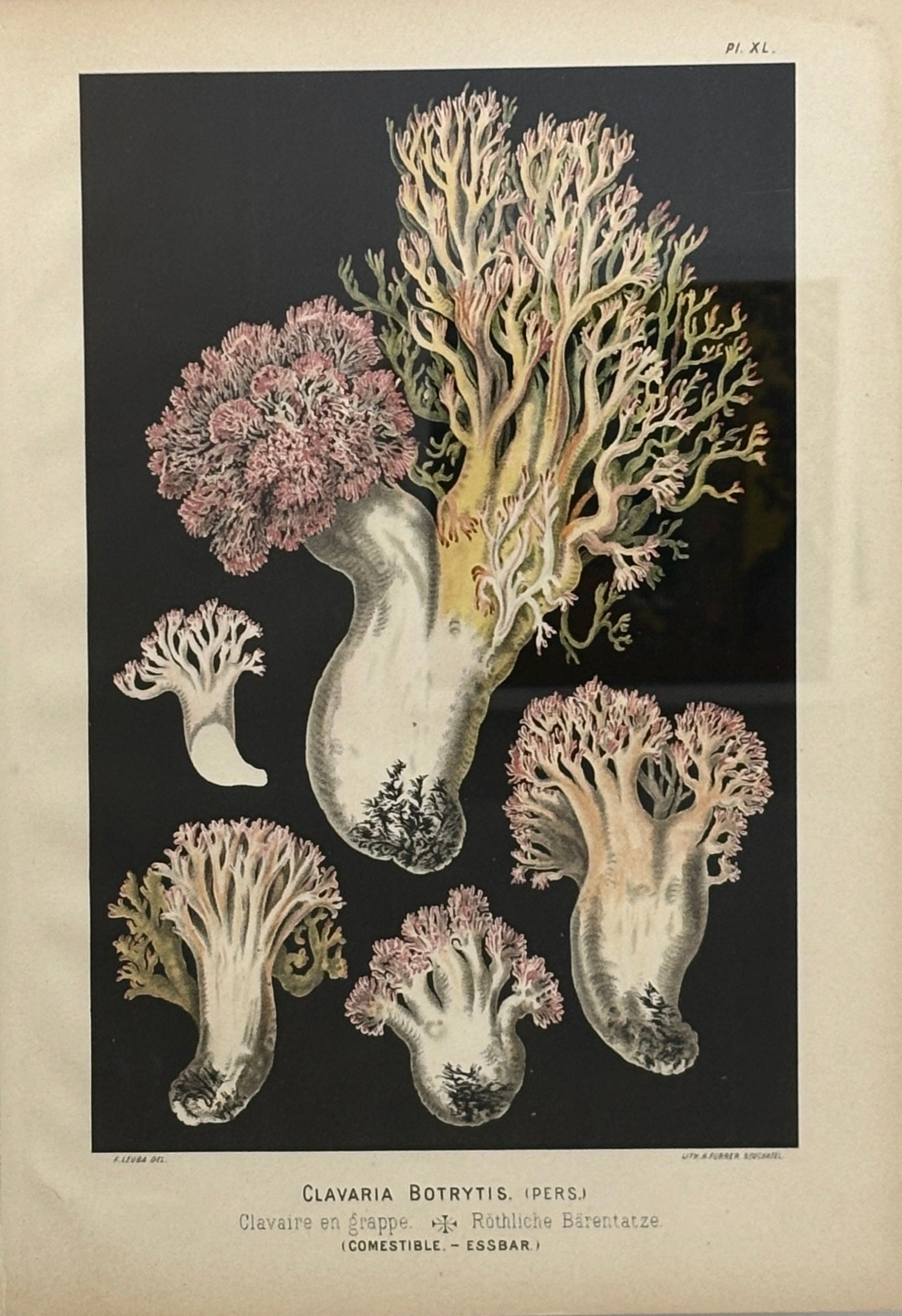 Wild Mushroom Chromolithograph I