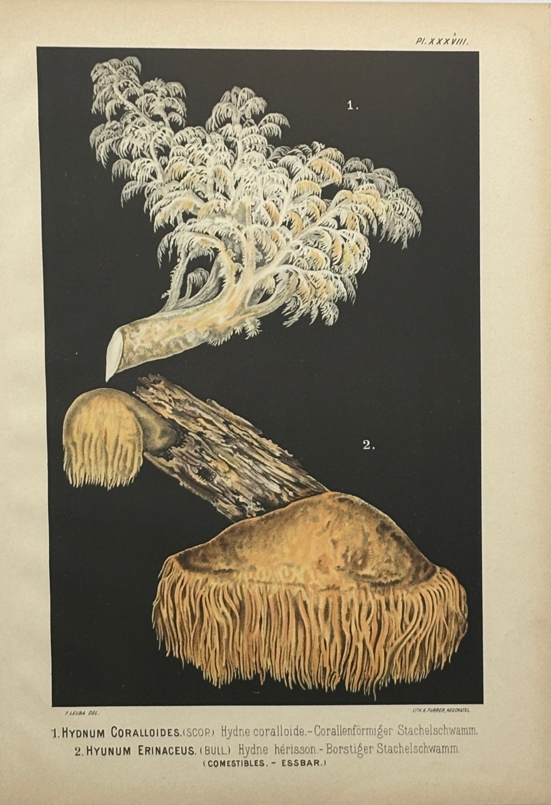 Wild Mushroom Chromolithograph II