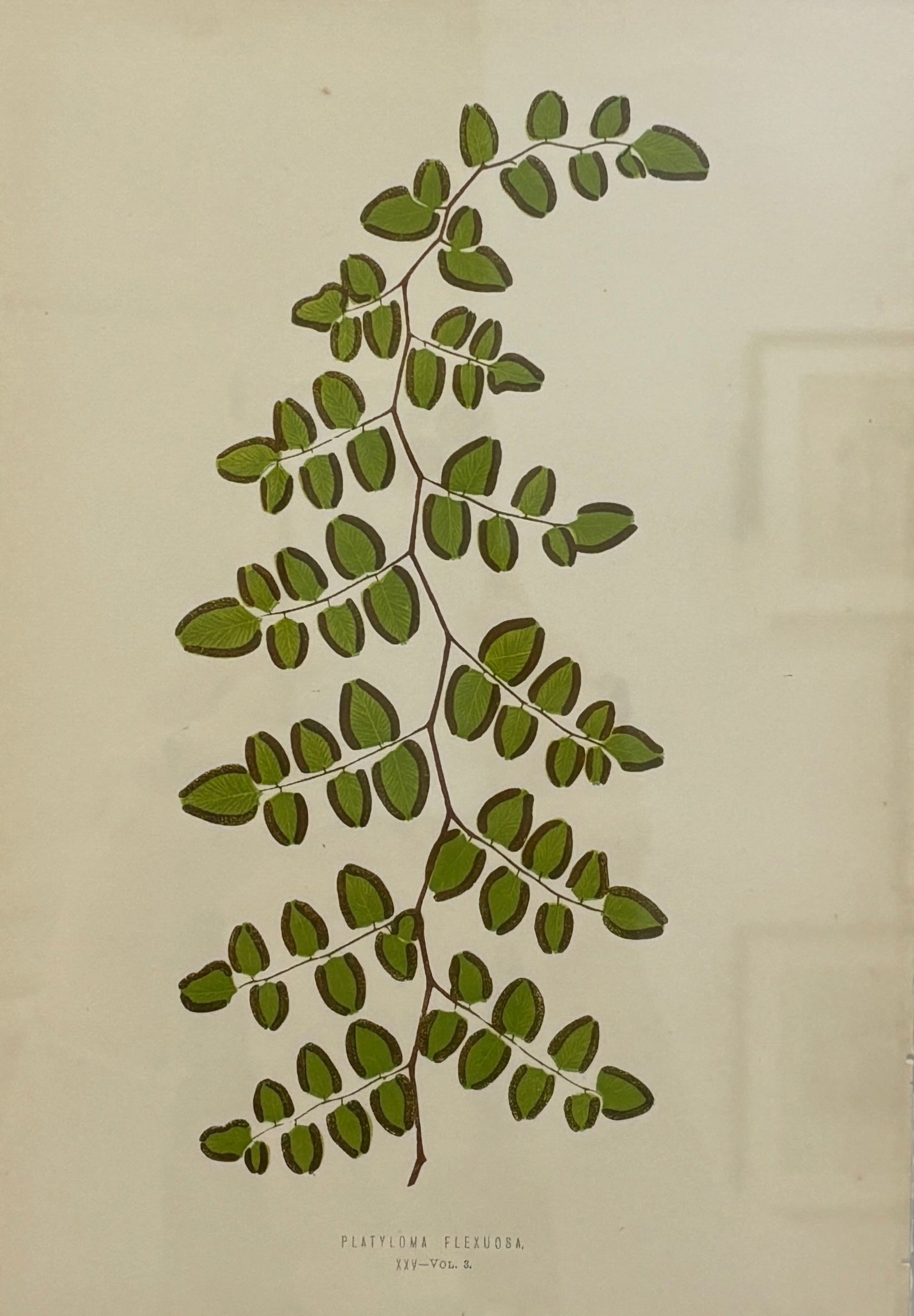 Antique, circa 1800's Fern Illustrations