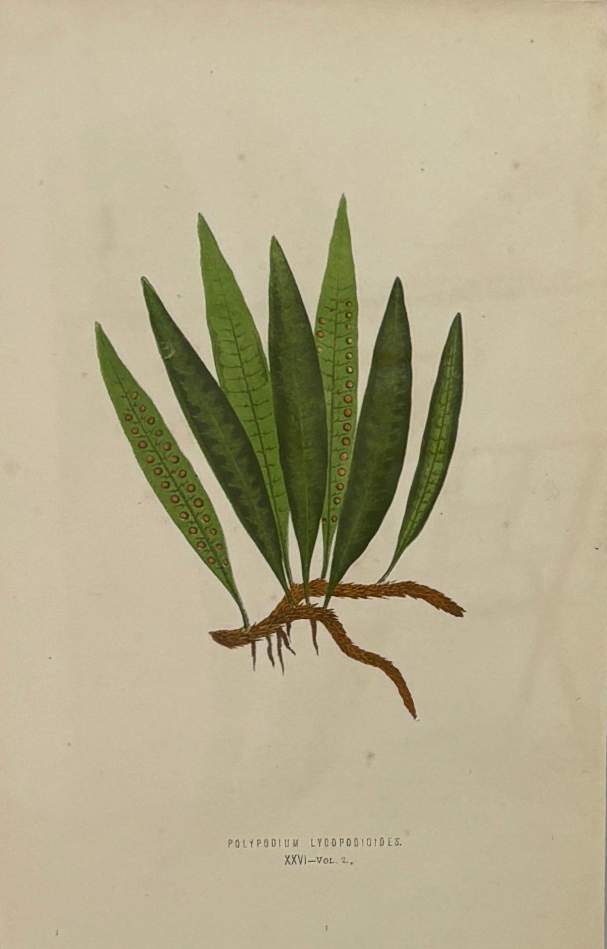 Antique circa 1800's Fern Illustration