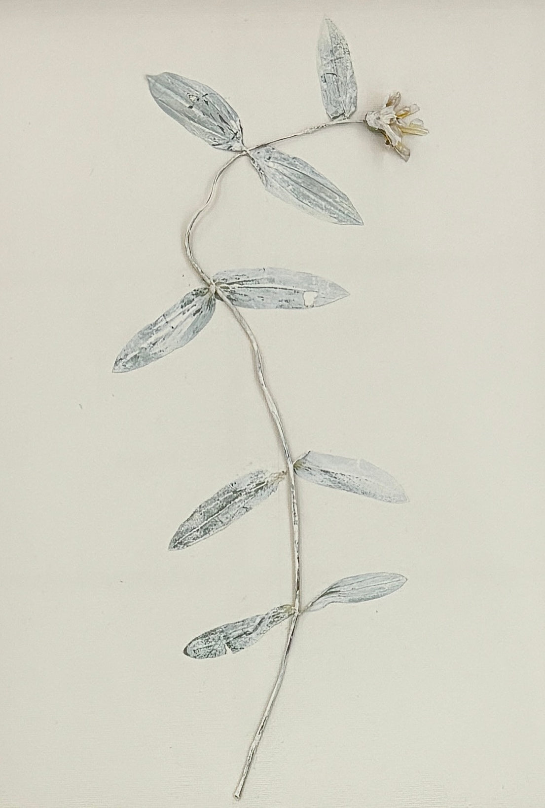 Zinnia I