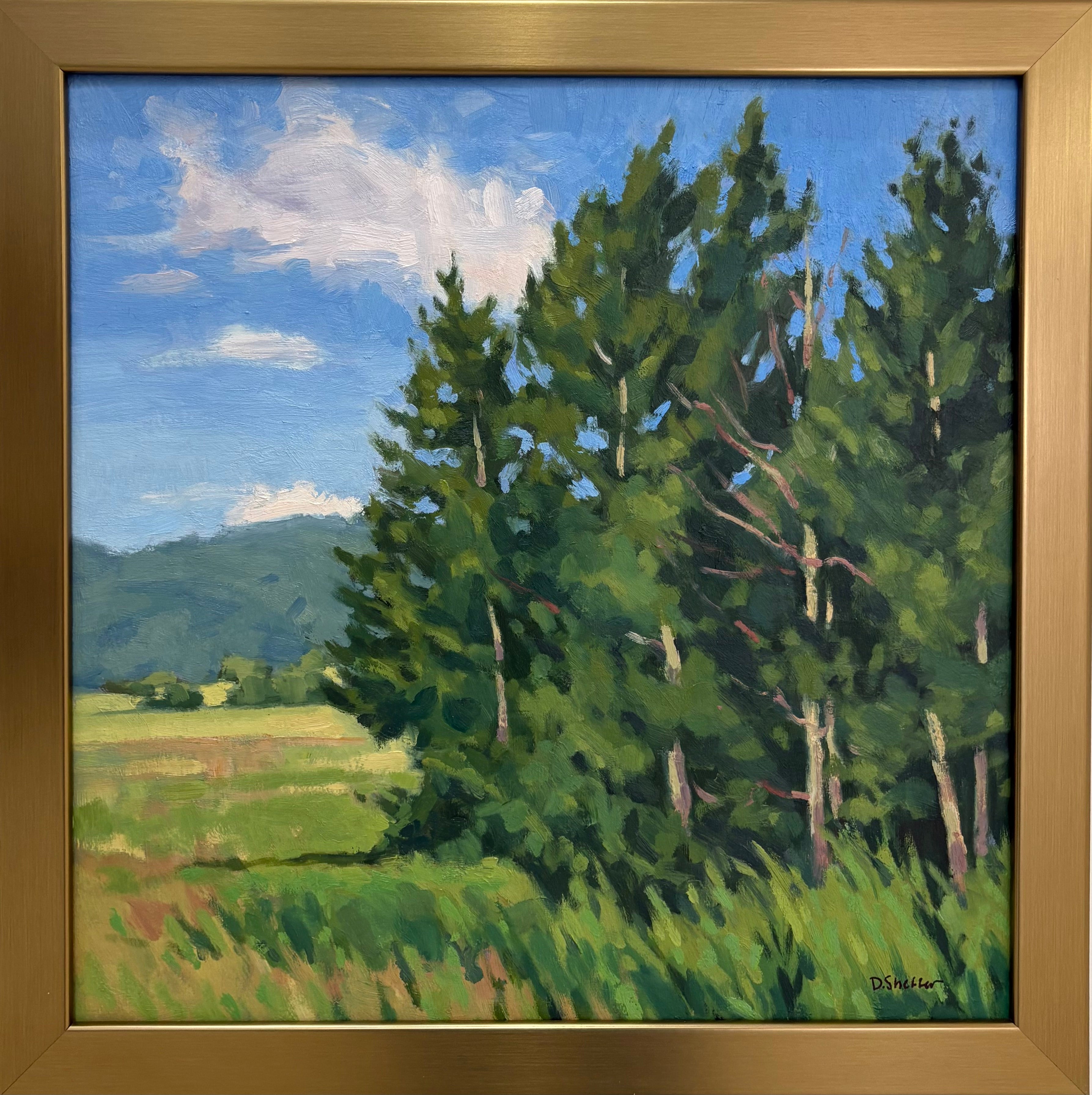Stately Evergreens
