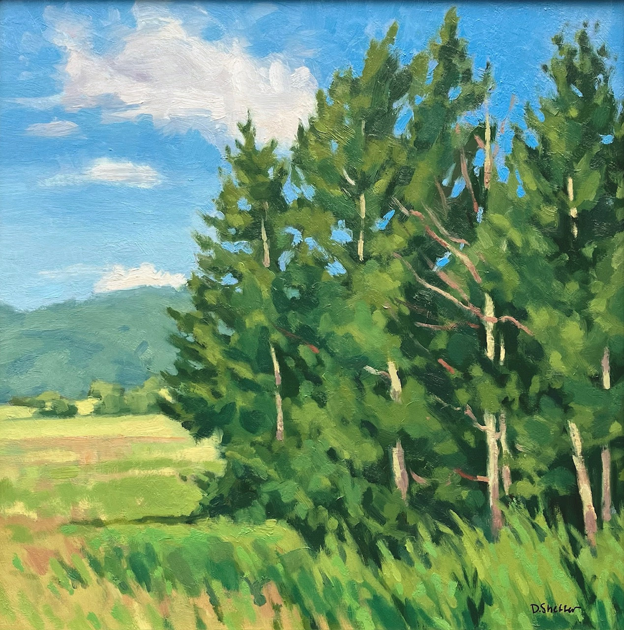 Stately Evergreens