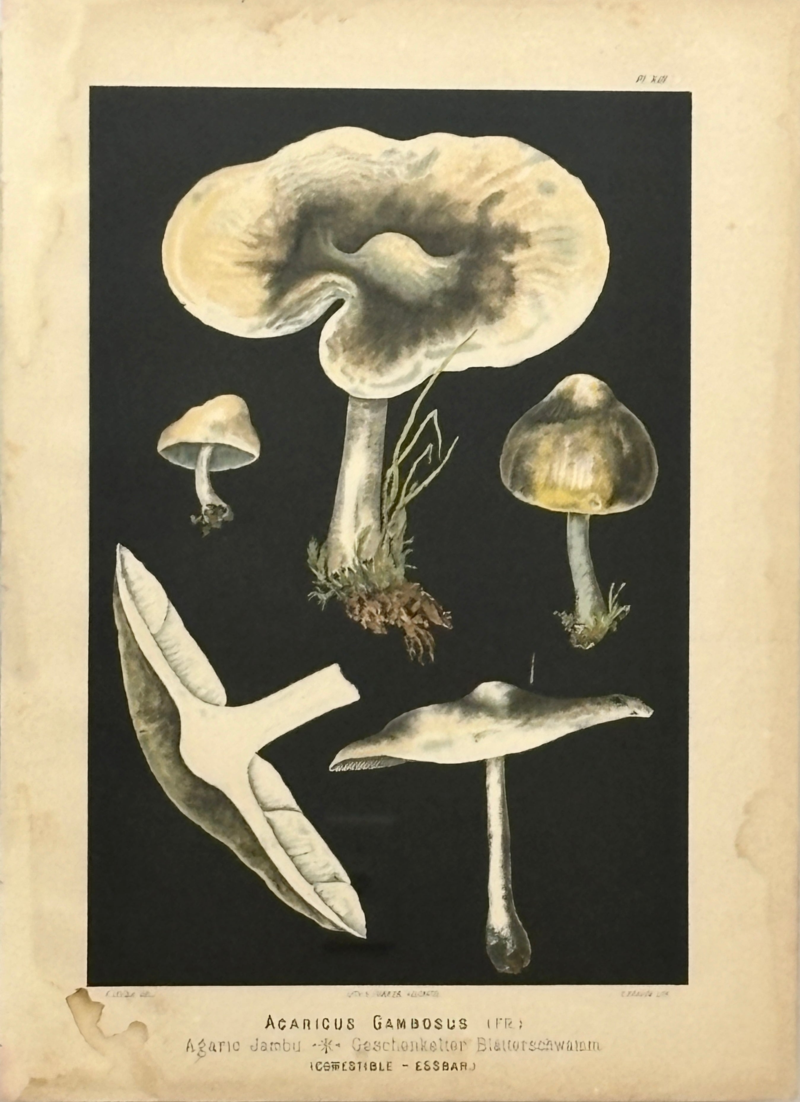 Wild Mushroom Chromolithograph III