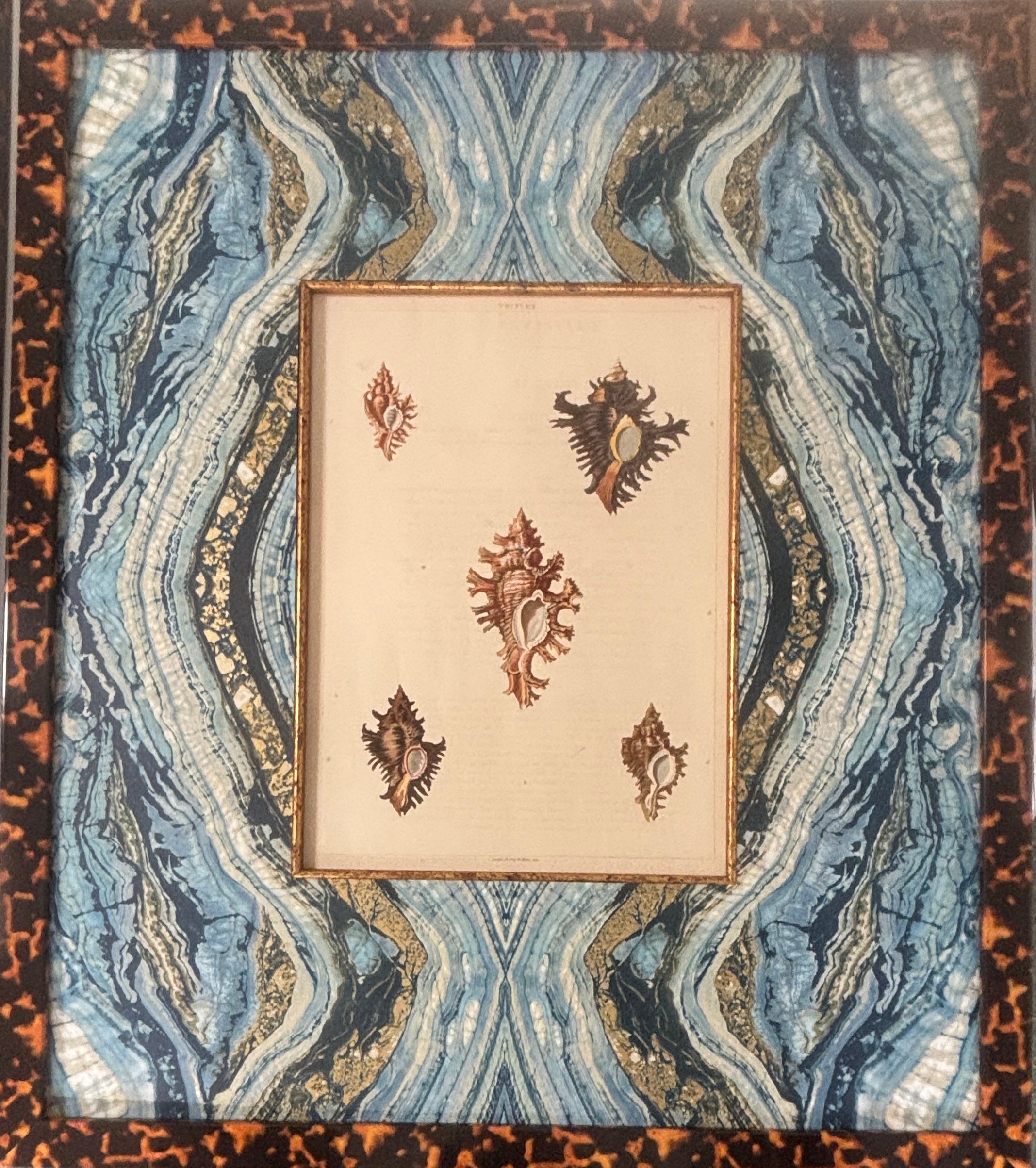 Hand-Colored French Shell Lithograph II