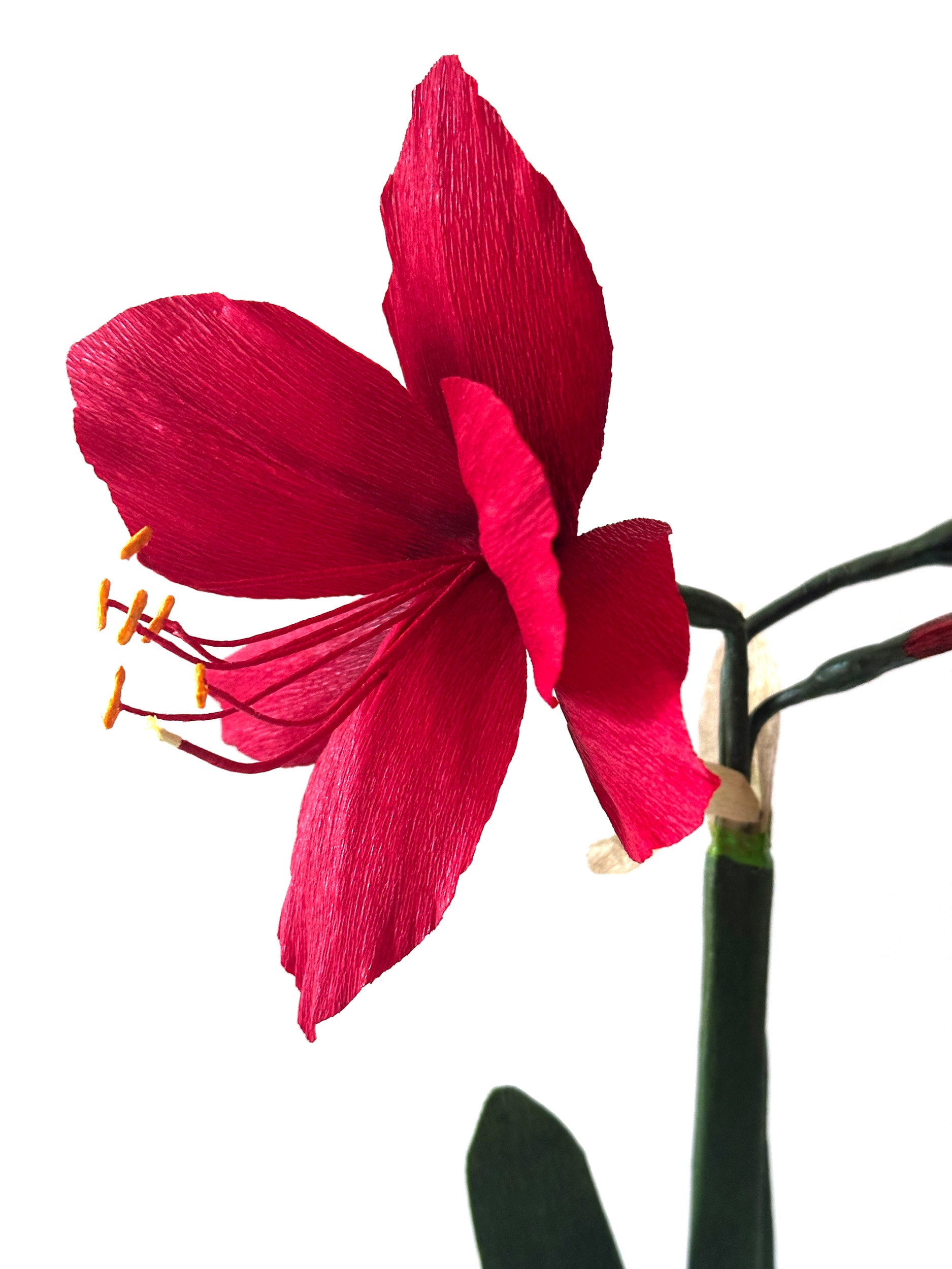 Red Amaryllis