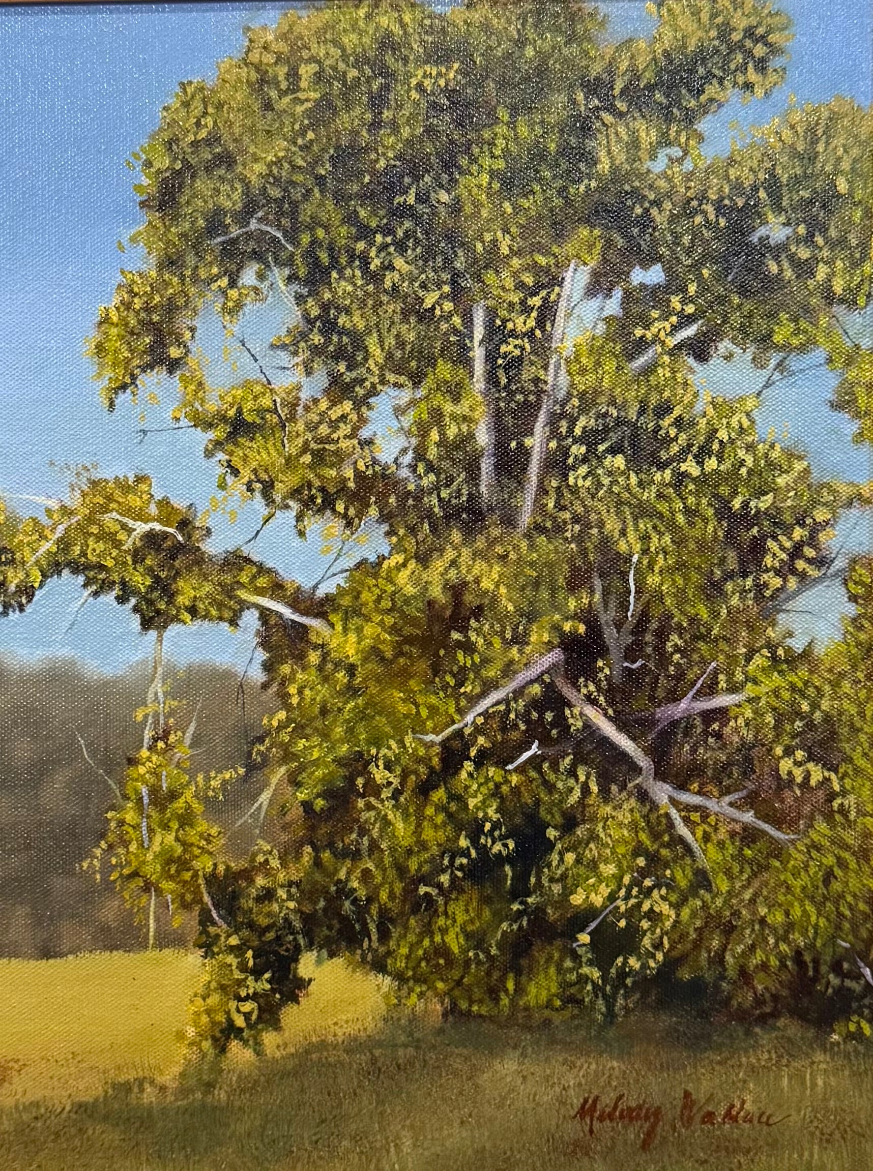 Sycamore