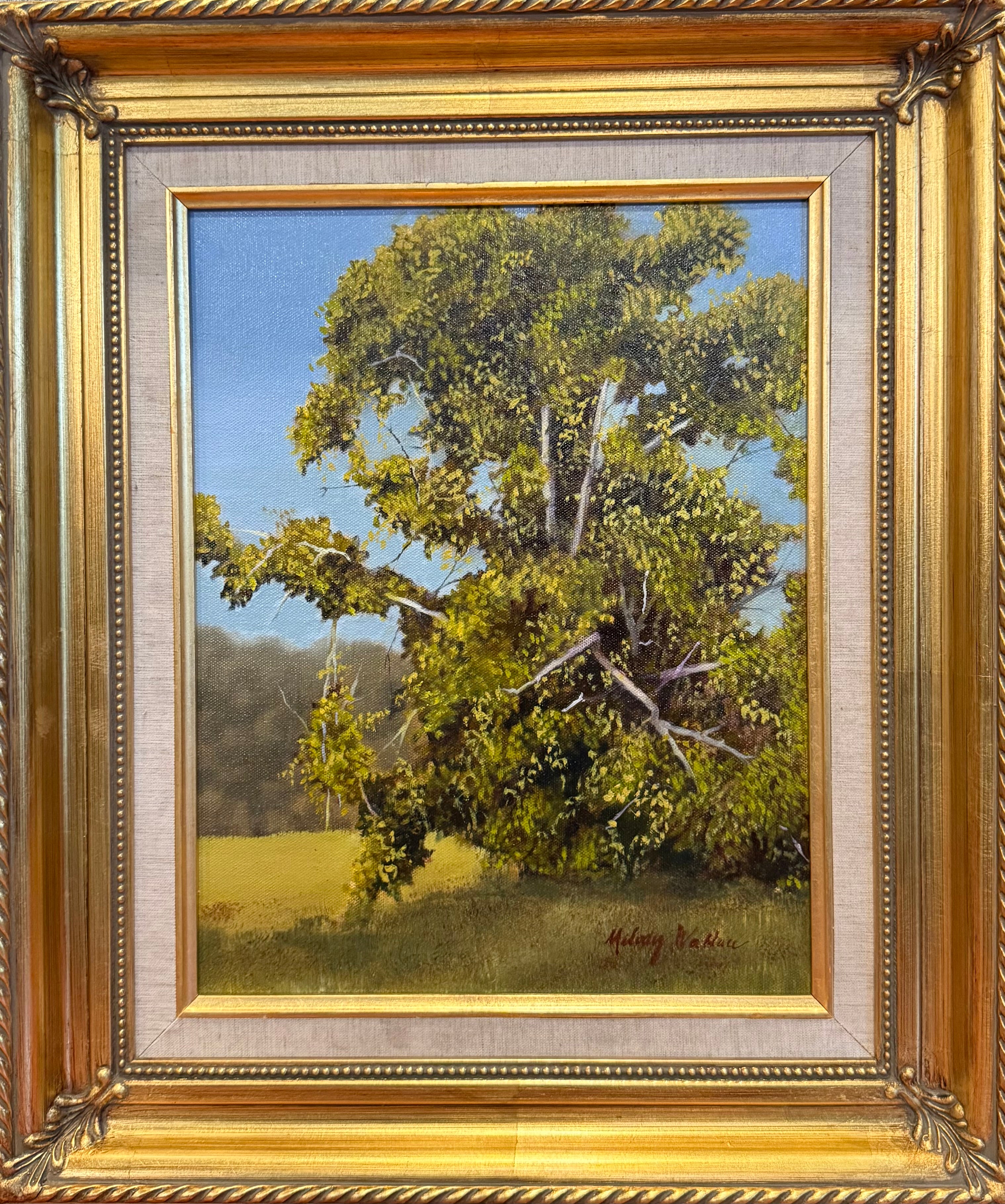 Sycamore