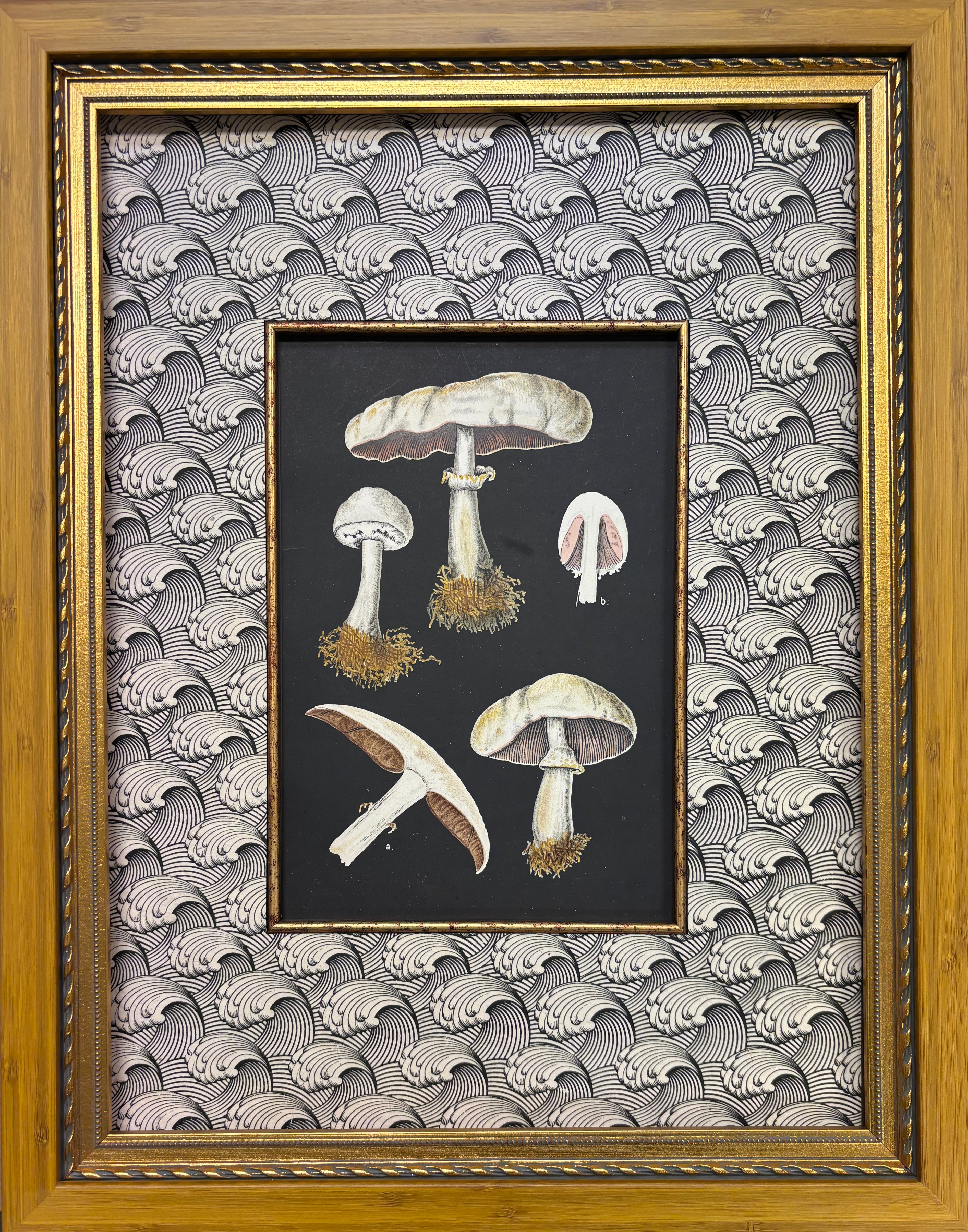Antique French Mushroom Book Plate Series IIIC