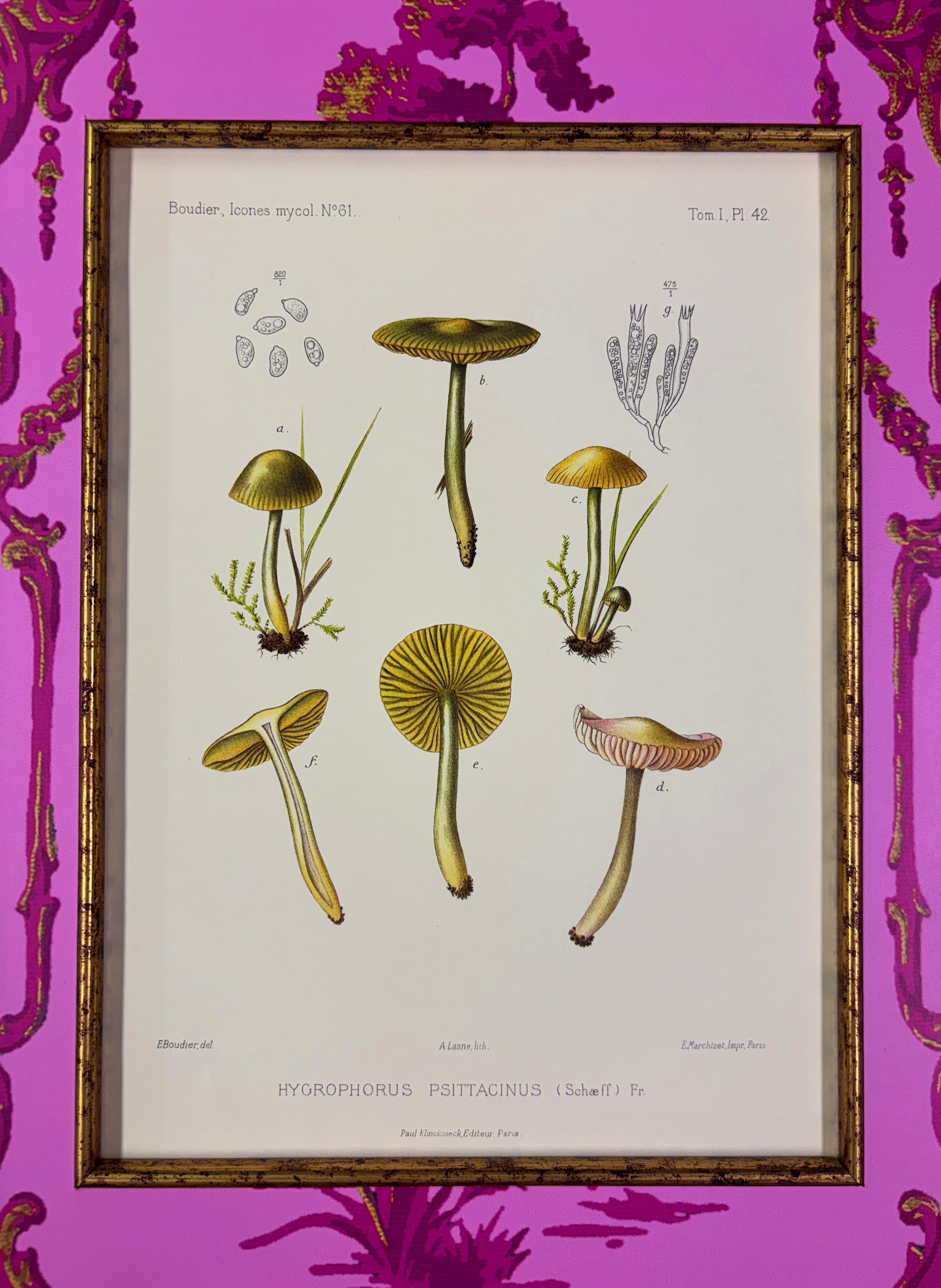 Vintage Mushroom Rare Book Page I