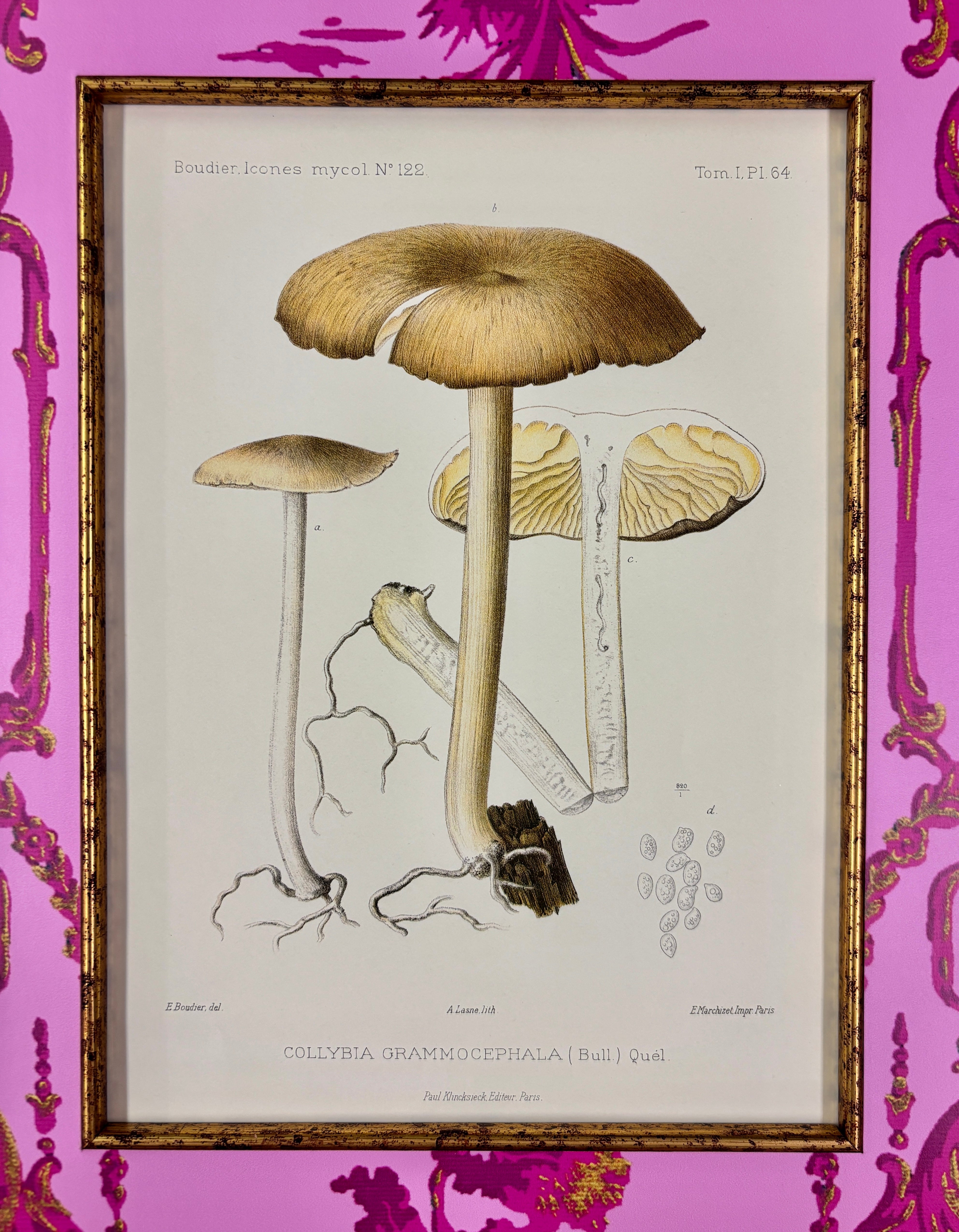 Vintage Mushroom Rare Book Page II